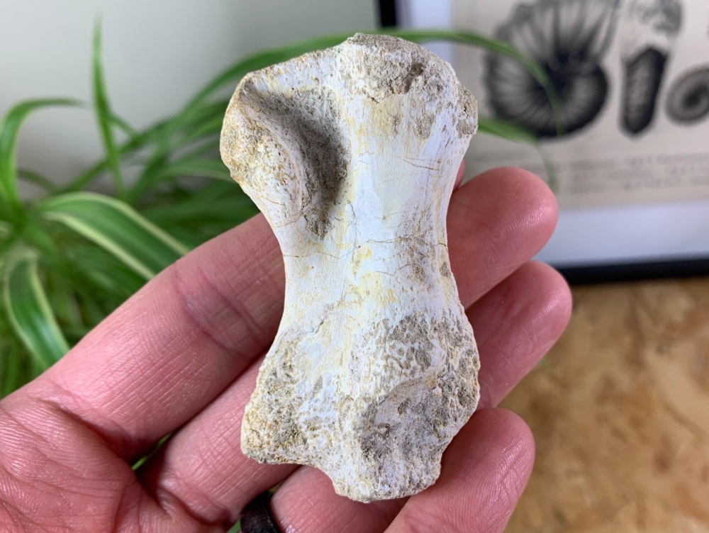 Mosasaur Paddle Bone #05