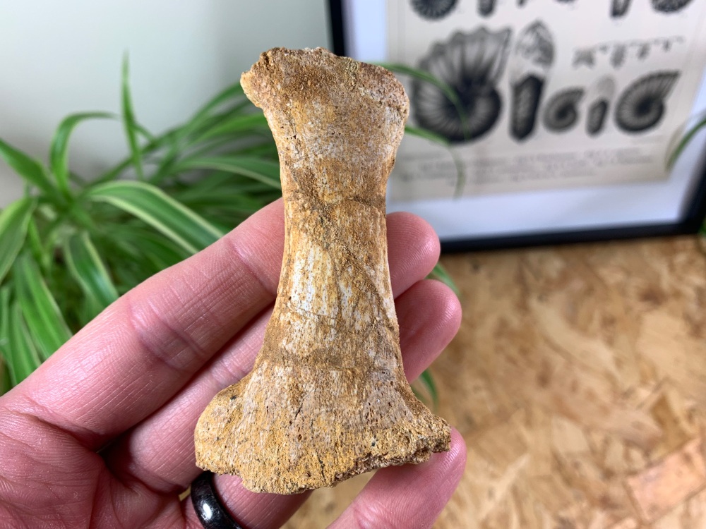 Mosasaur Paddle Bone #06