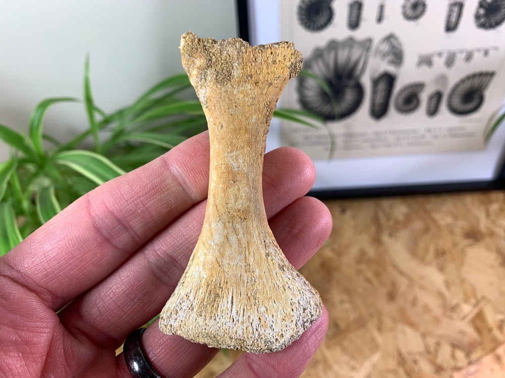 Mosasaur Paddle Bone #07