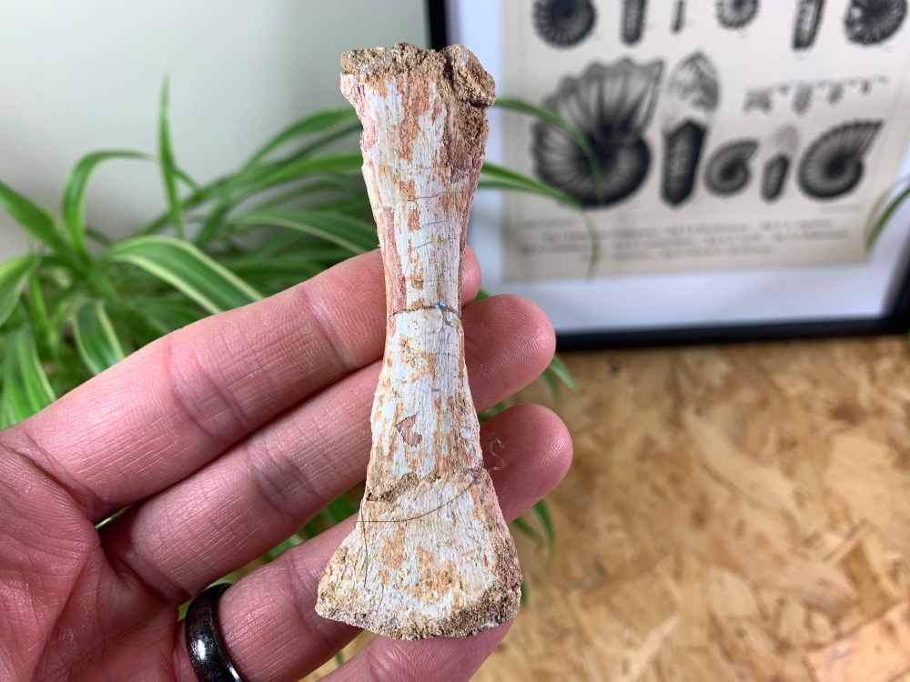Mosasaur Paddle Bone #08