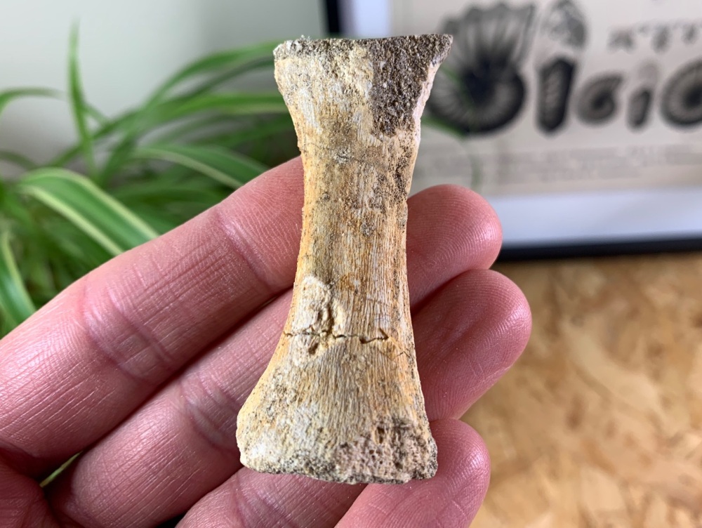 Mosasaur Paddle Bone #09