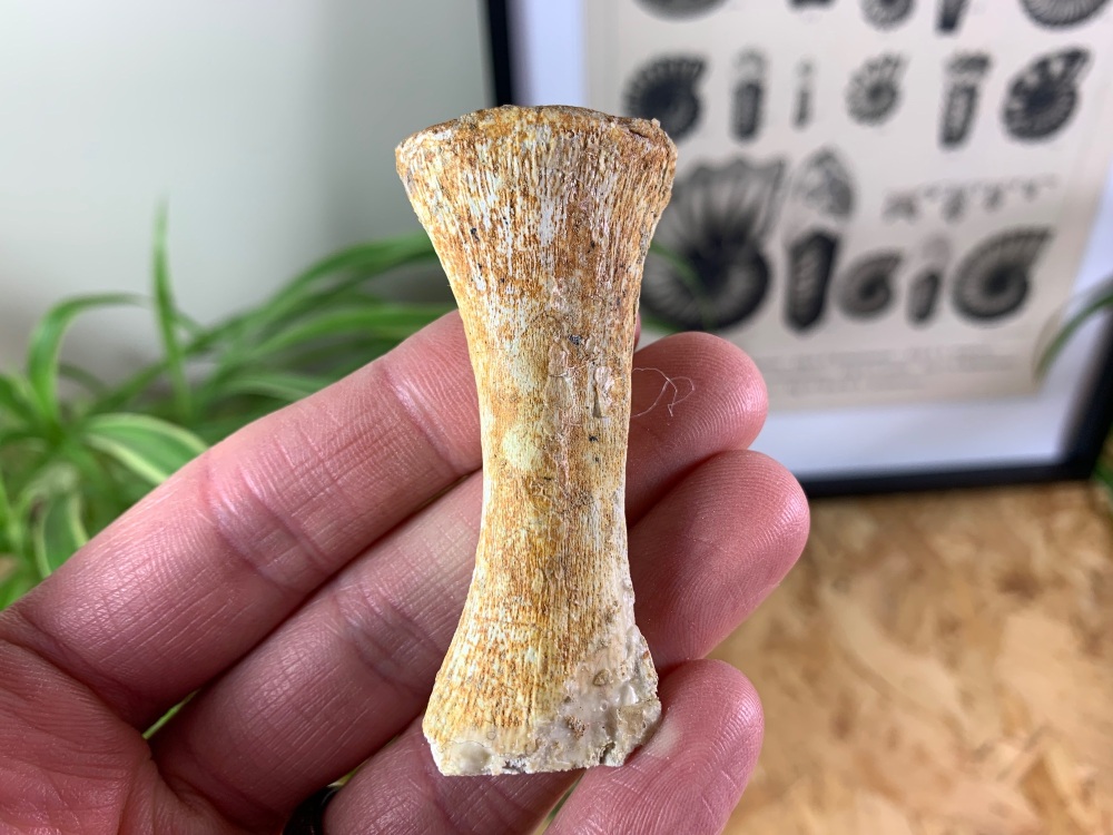 Mosasaur Paddle Bone #11