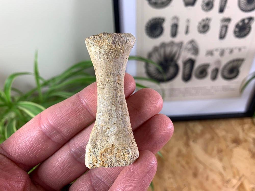 Mosasaur Paddle Bone #12