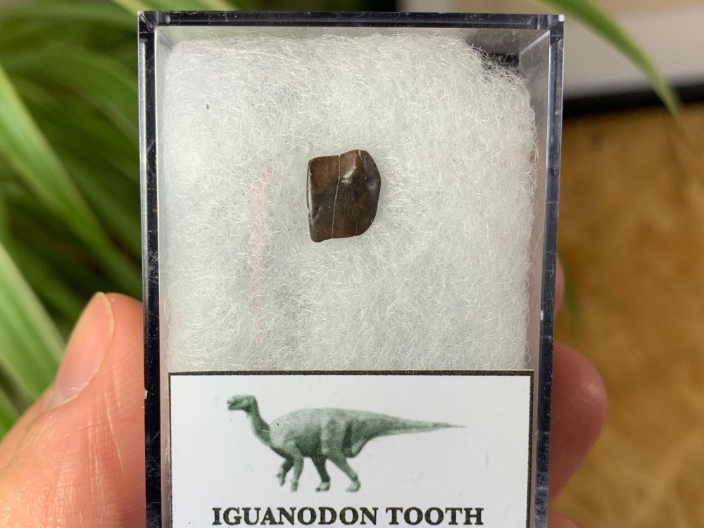 Iguanodon Tooth (Hastings, UK) #01