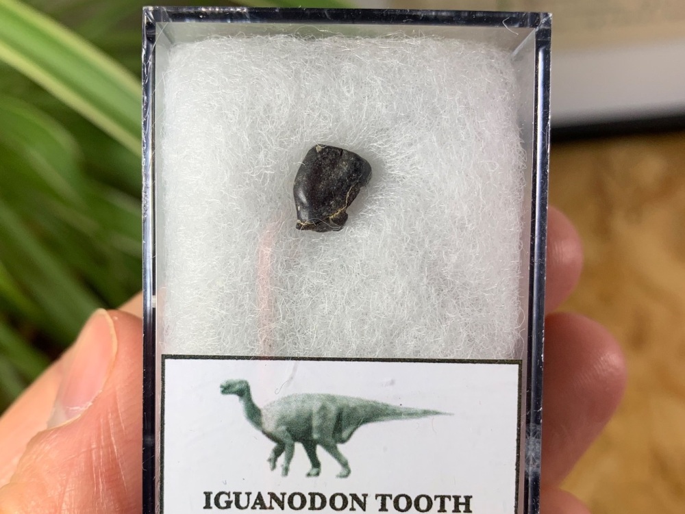 Iguanodon Tooth (Hastings, UK) #02