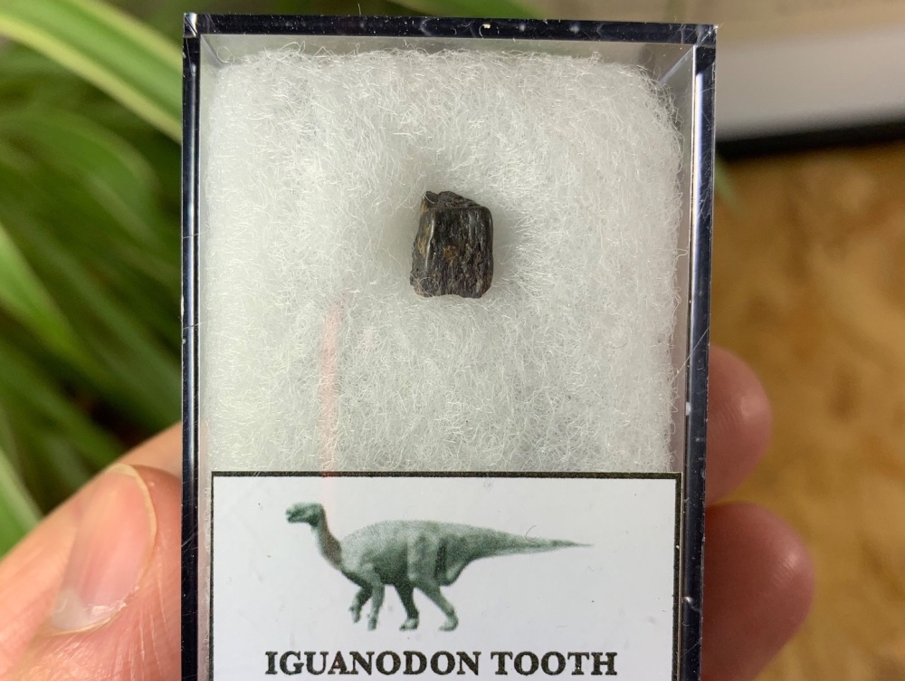 Iguanodon Tooth (Hastings, UK) #03