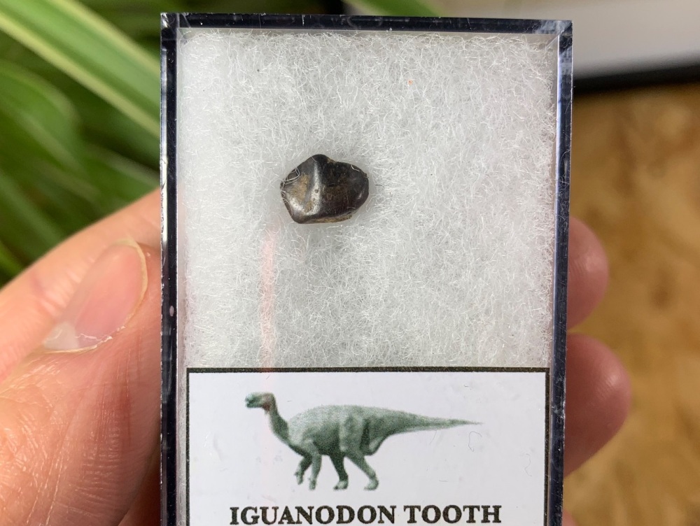 Iguanodon Tooth (Hastings, UK) #04