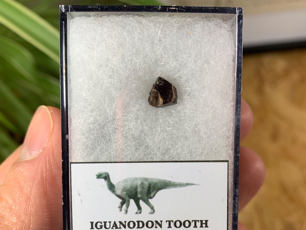 Iguanodon Tooth (Hastings, UK) #05
