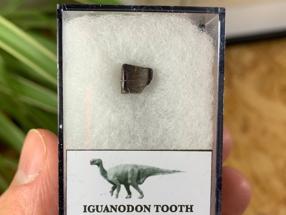 Iguanodon Tooth (Hastings, UK) #06