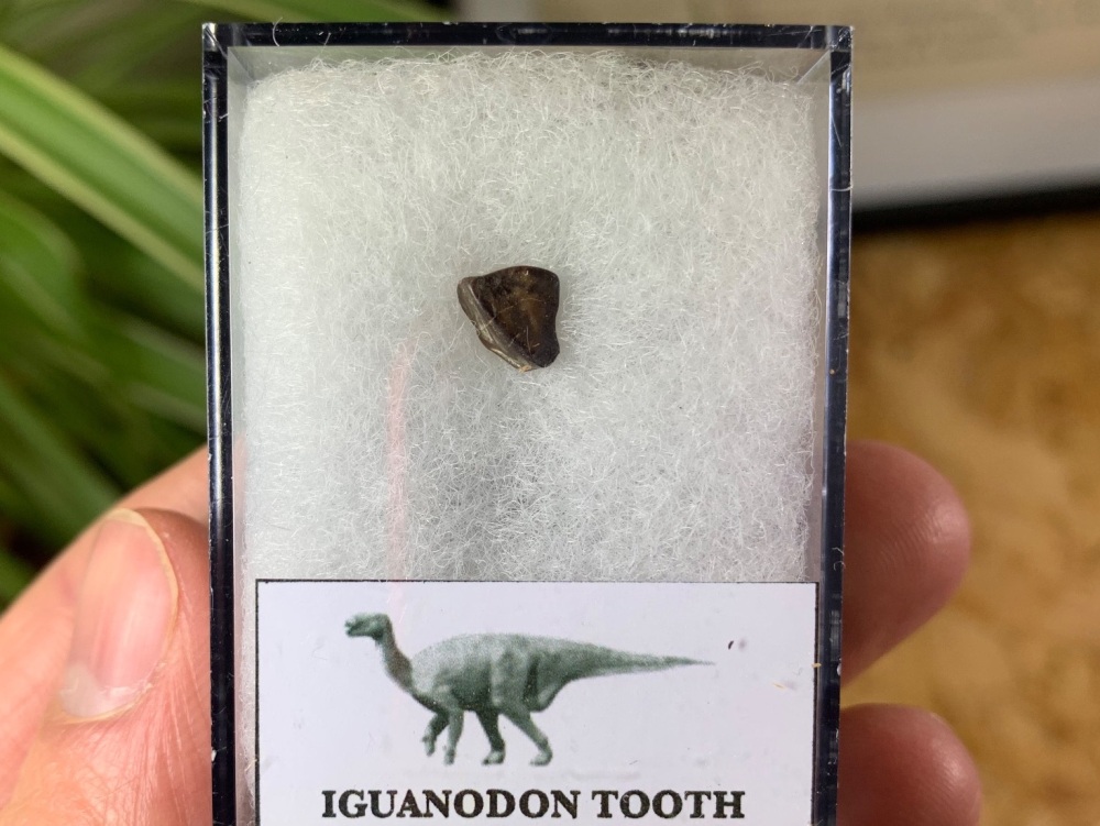 Iguanodon Tooth (Hastings, UK) #07