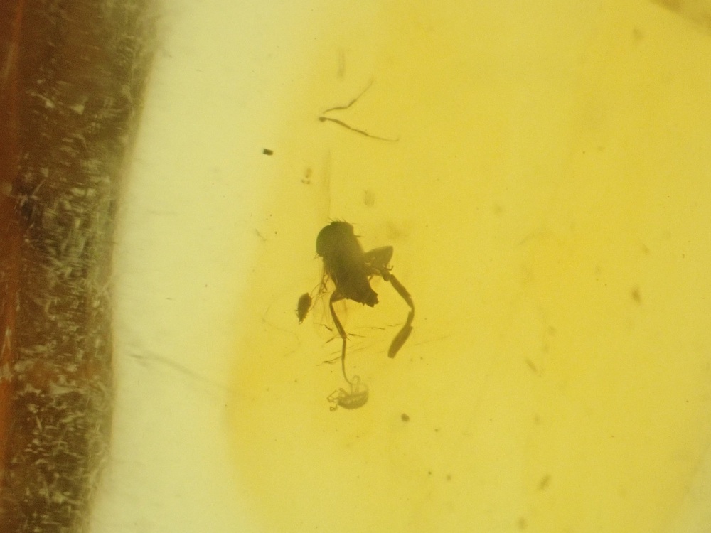 Dominican Amber Inclusion #01 (Winged Insect Inclusions)