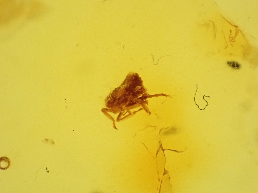 Dominican Amber Inclusion #02 (Insect Inclusions)