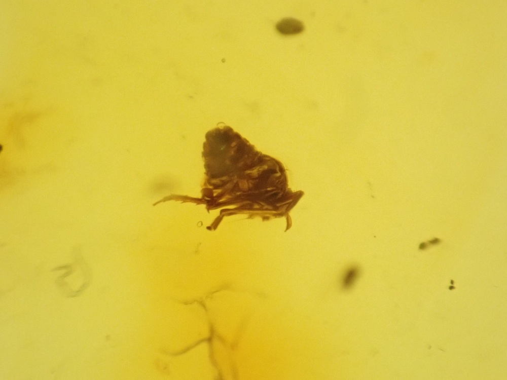 Dominican Amber Inclusion #02 (Insect Inclusions)