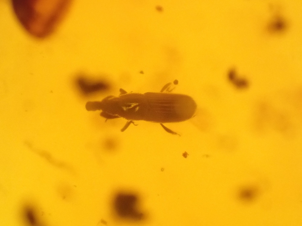 Dominican Amber Inclusion #03 (Beetle Inclusion)
