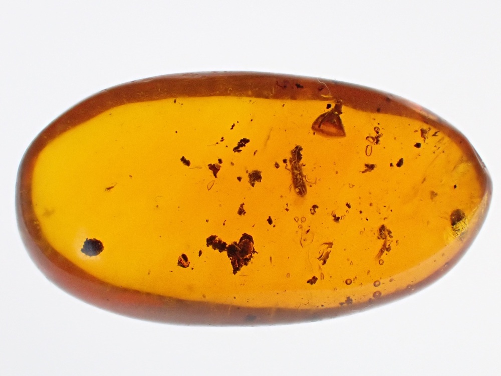 Dominican Amber Inclusion #03 (Beetle Inclusion)