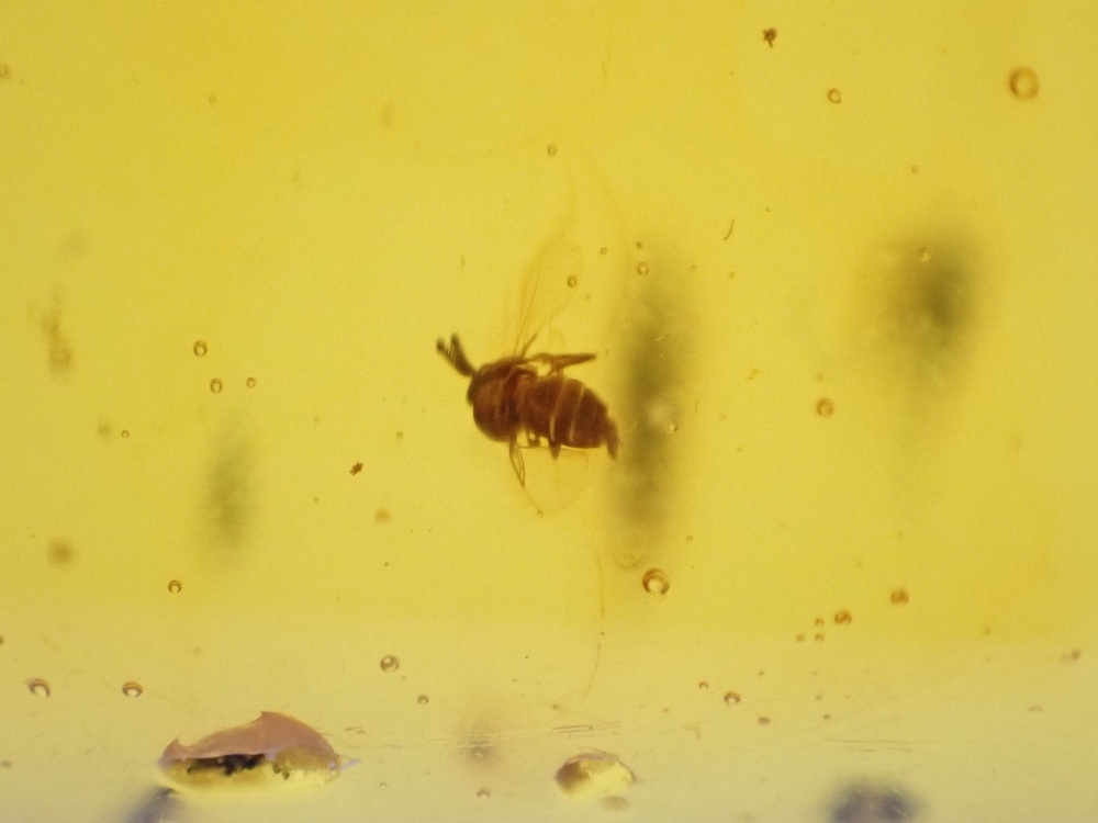 Dominican Amber Inclusion #05 (Winged Insect Inclusions)