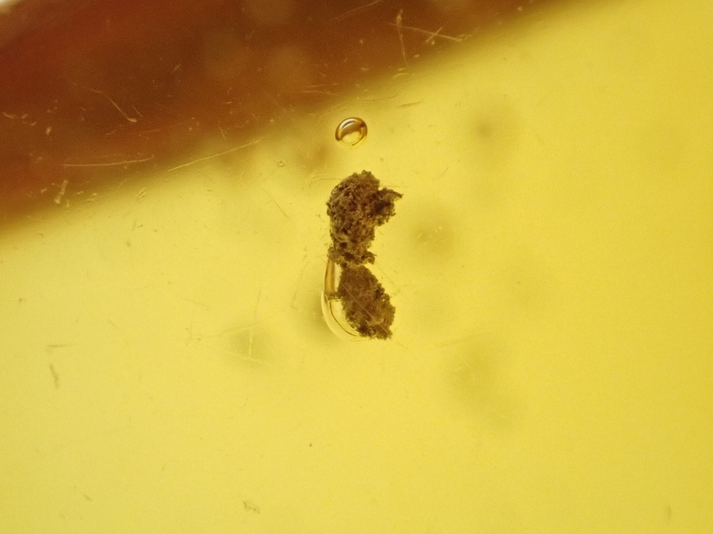 Dominican Amber Inclusion #05 (Winged Insect Inclusions)