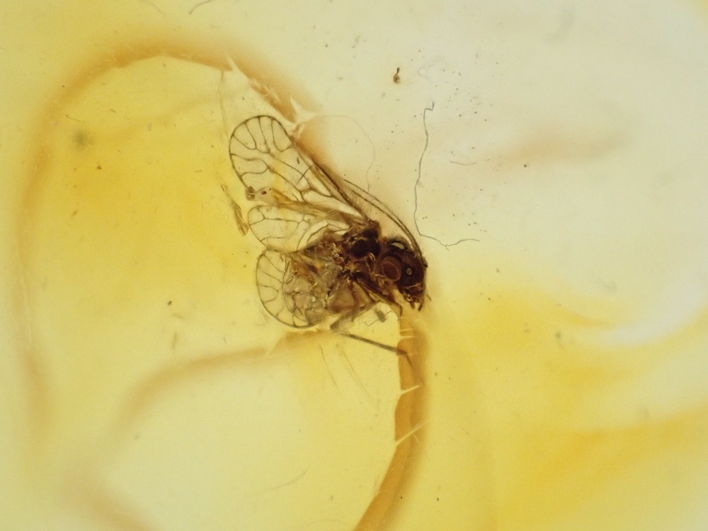 Dominican Amber Inclusion #07 (Winged Insect Inclusion)