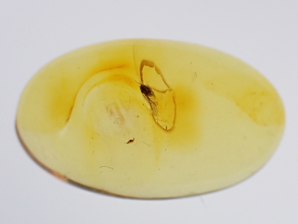 Dominican Amber Inclusion #07 (Winged Insect Inclusion)