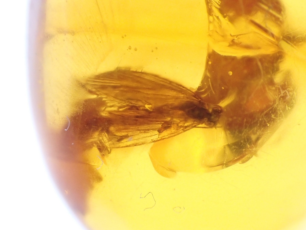 Dominican Amber Inclusion #09 (Winged Insect Inclusion)