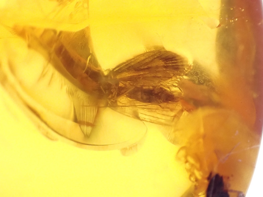 Dominican Amber Inclusion #09 (Winged Insect Inclusion)