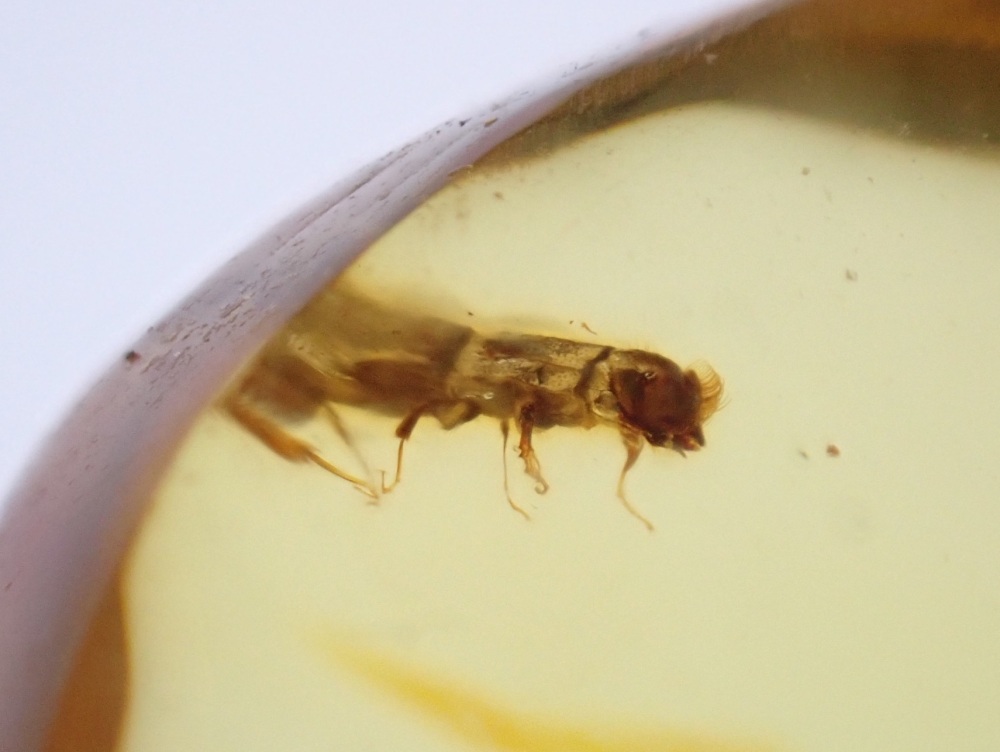 Dominican Amber Inclusion #11 (Beetle Inclusion)