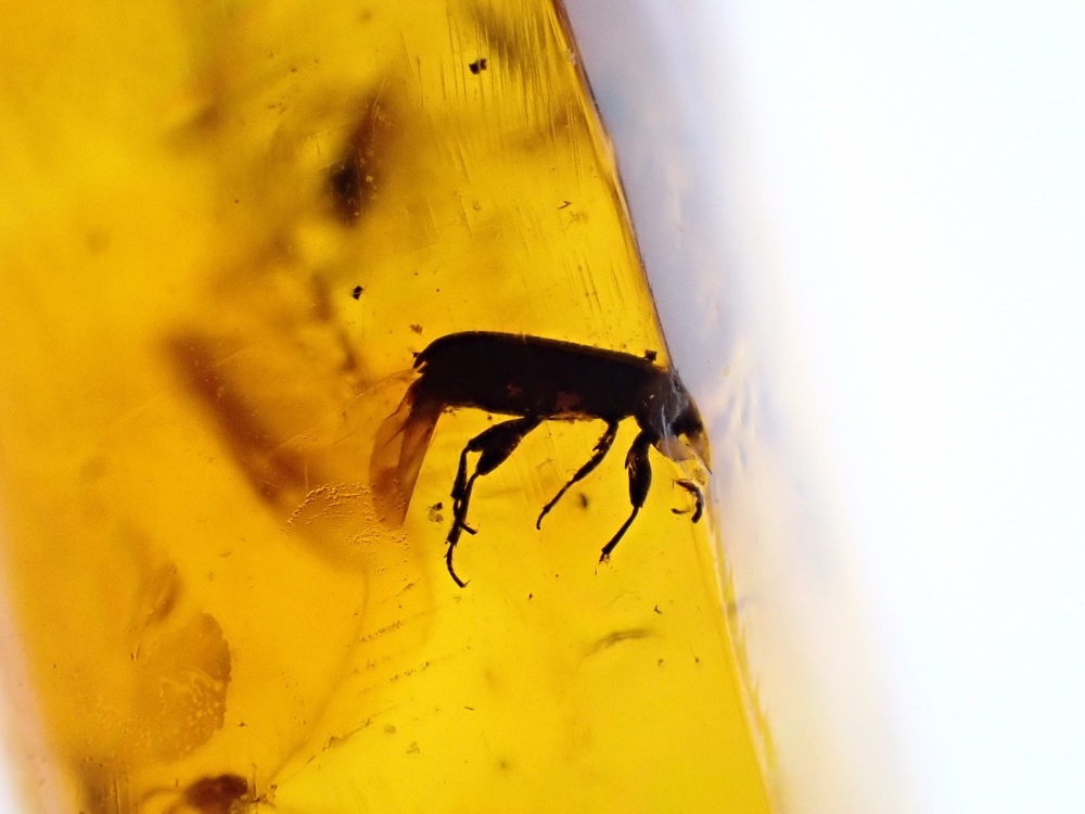 Dominican Amber Inclusion #13 (Beetle & Insect Inclusions)