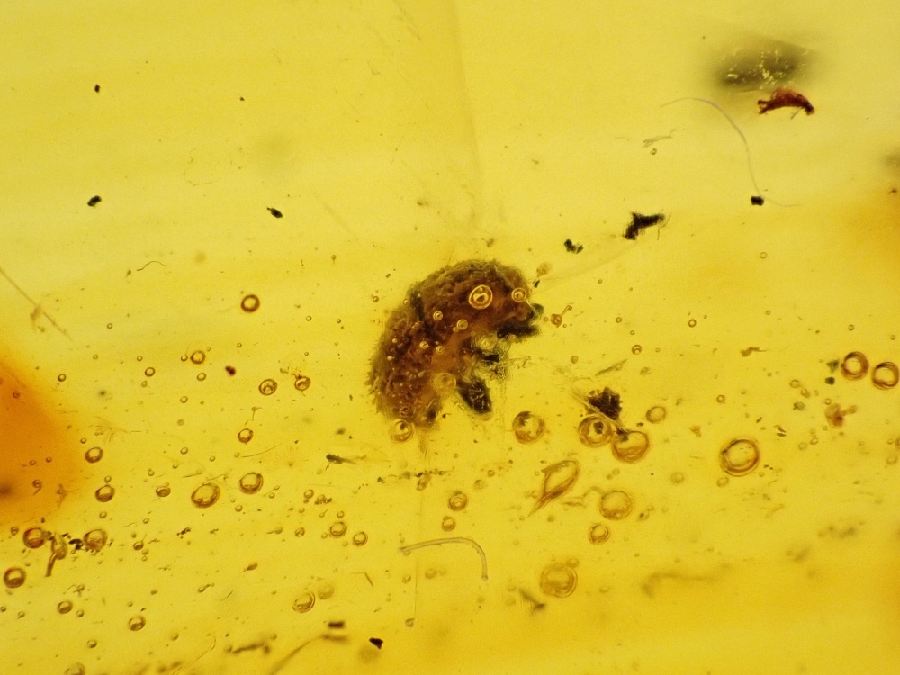 Dominican Amber Inclusion #13 (Beetle & Insect Inclusions)