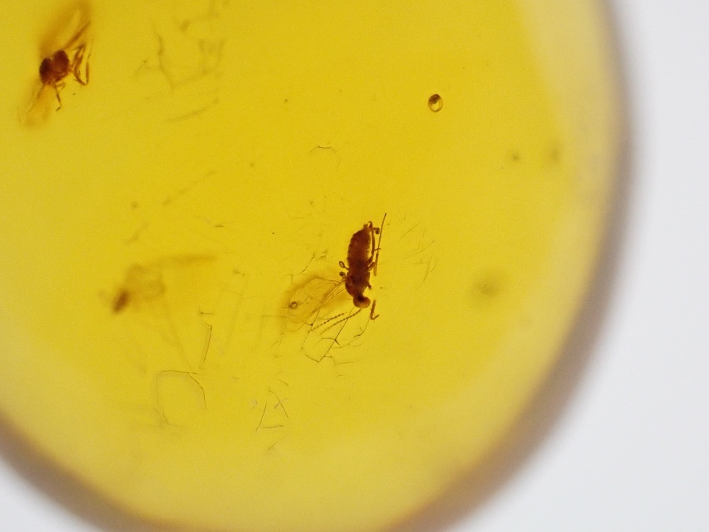 Dominican Amber Inclusion #14 (Termite Inclusion)