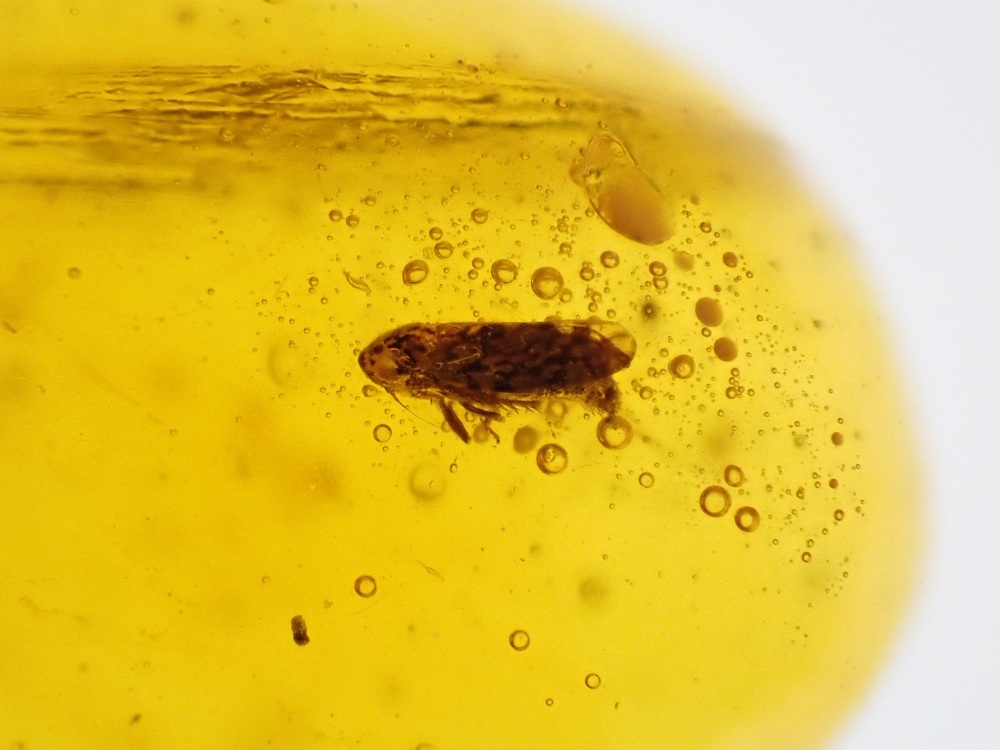 Dominican Amber Inclusion #15 (Winged Insect Inclusion)