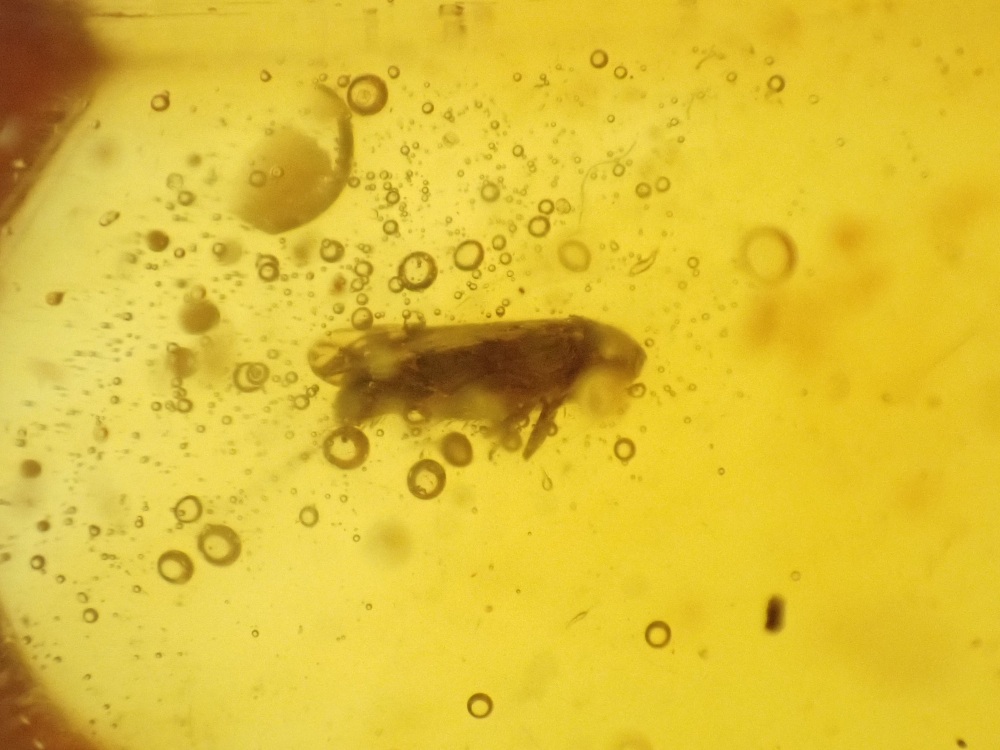 Dominican Amber Inclusion #15 (Winged Insect Inclusion)