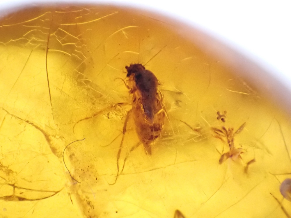 Dominican Amber Inclusion #17 (Winged Insect Inclusions)