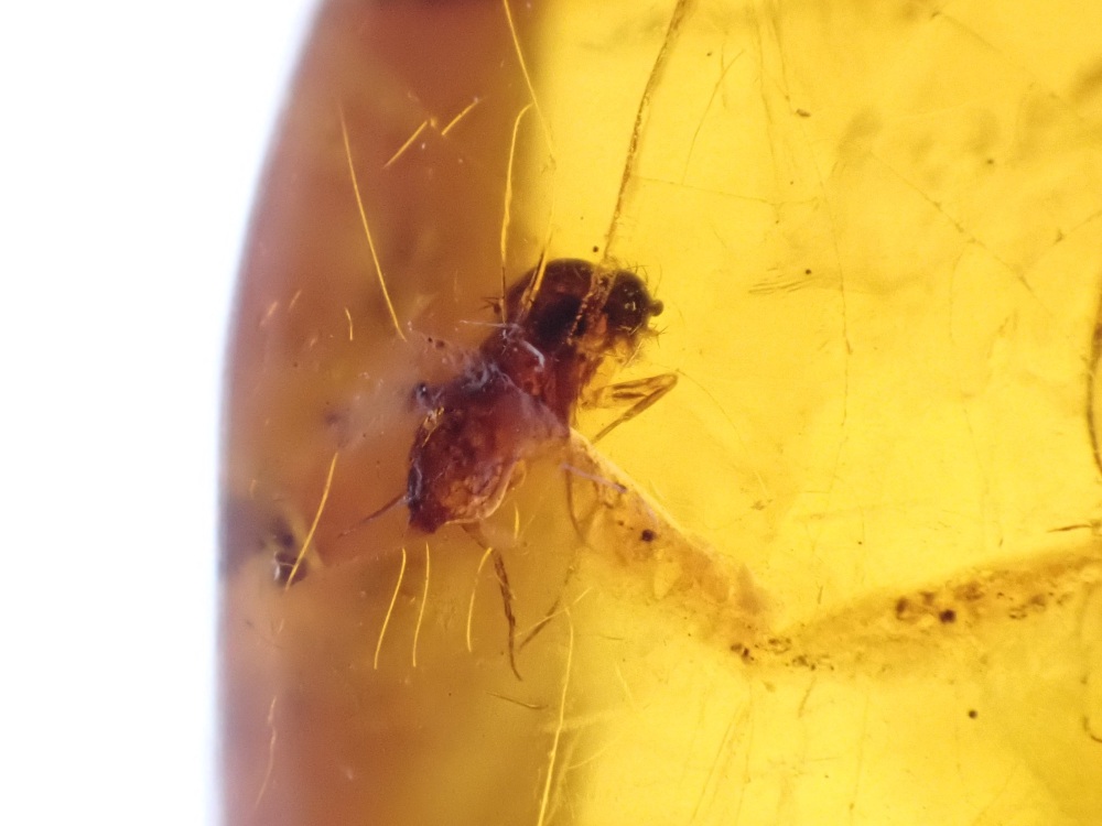 Dominican Amber Inclusion #17 (Winged Insect Inclusions)
