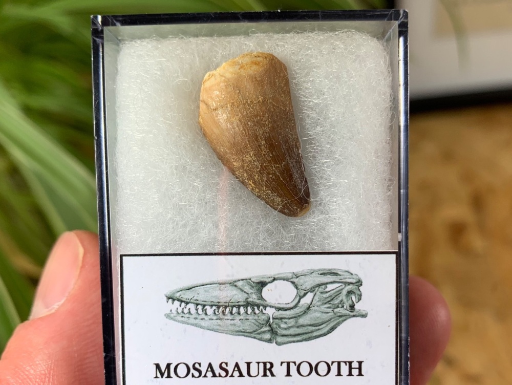 Mosasaur Tooth (0.81 inch) #01