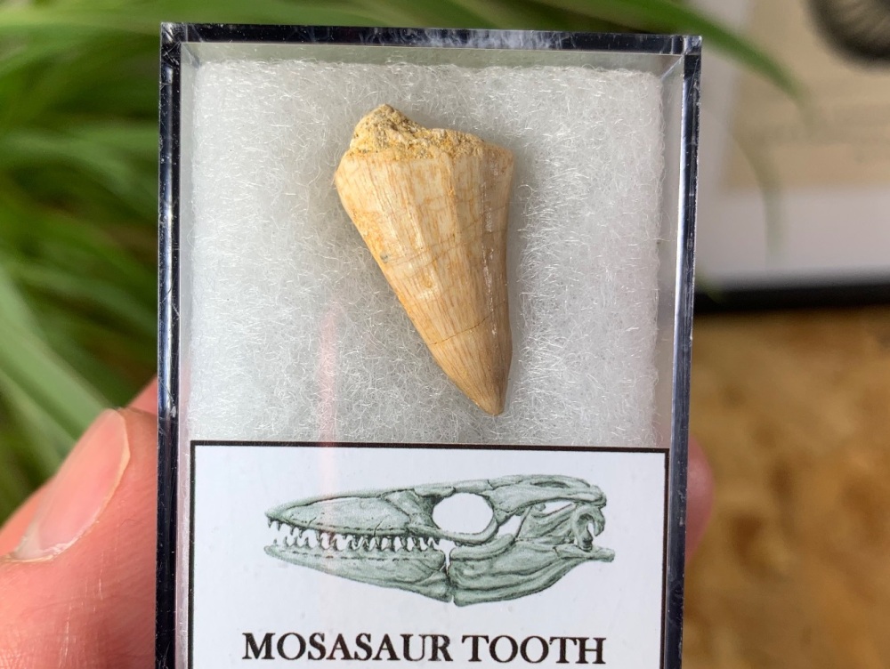 Mosasaur Tooth (0.81 inch) #04