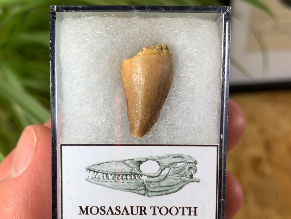 Mosasaur Tooth (0.81 inch) #06