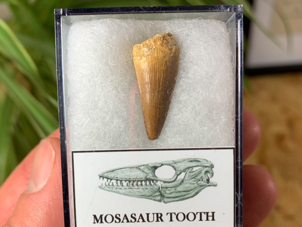Mosasaur Tooth (0.88 inch) #08