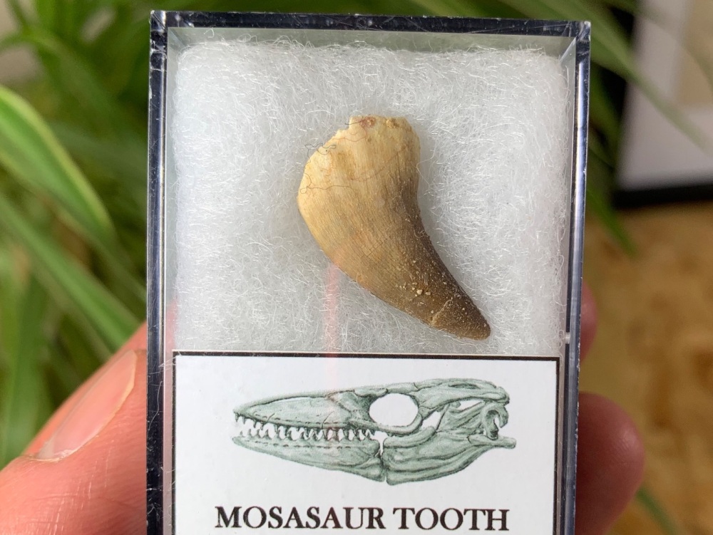 Mosasaur Tooth (0.88 inch) #09