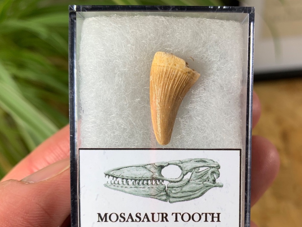 Mosasaur Tooth (0.75 inch) #10