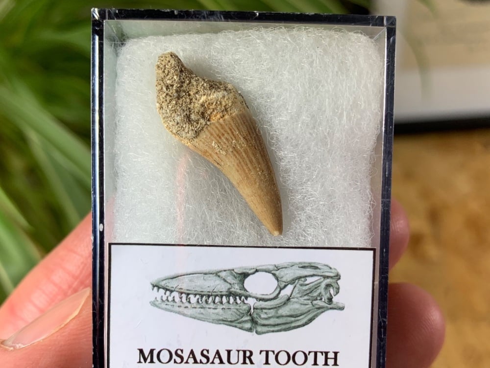 Mosasaur Tooth (0.81 inch) #11