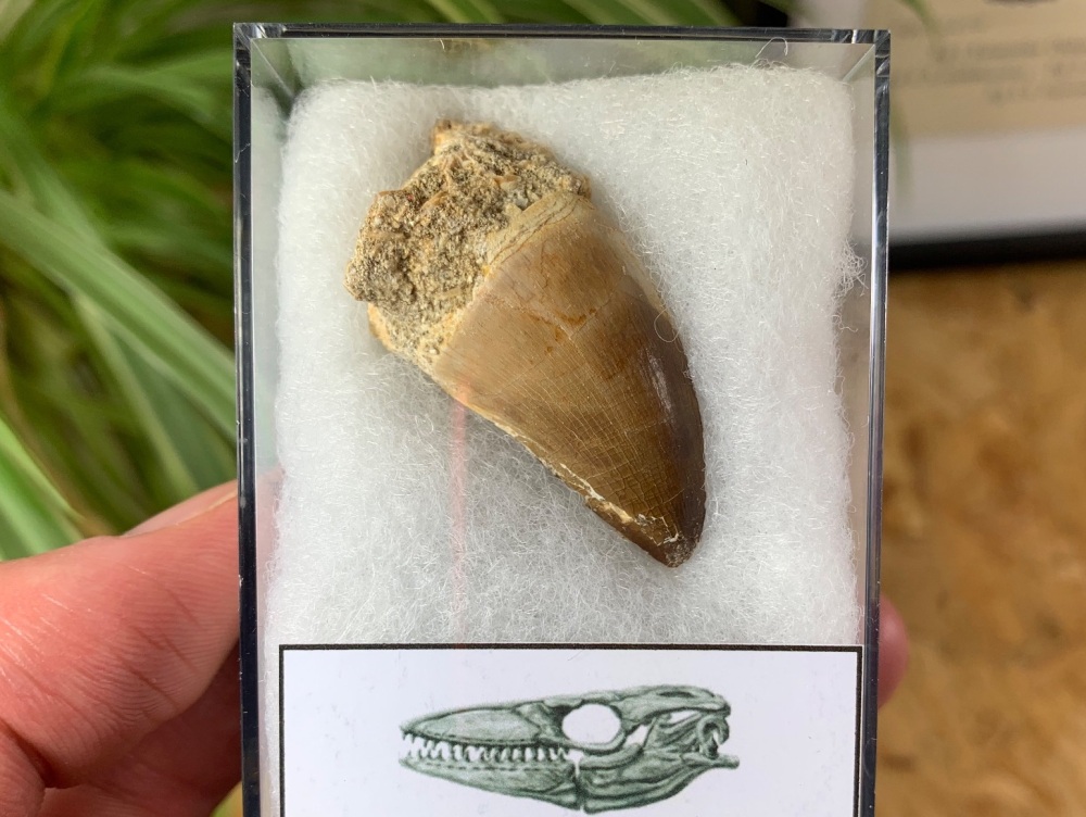 Mosasaur Tooth (1.56 inch) #12