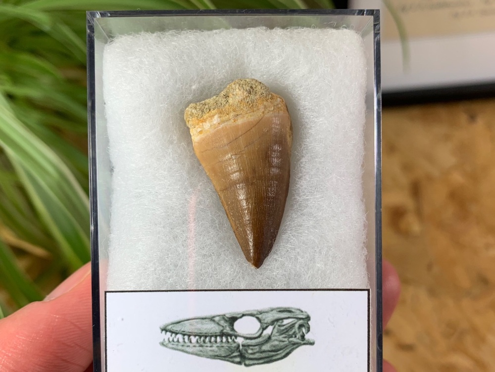 Mosasaur Tooth (1.25 inch) #13