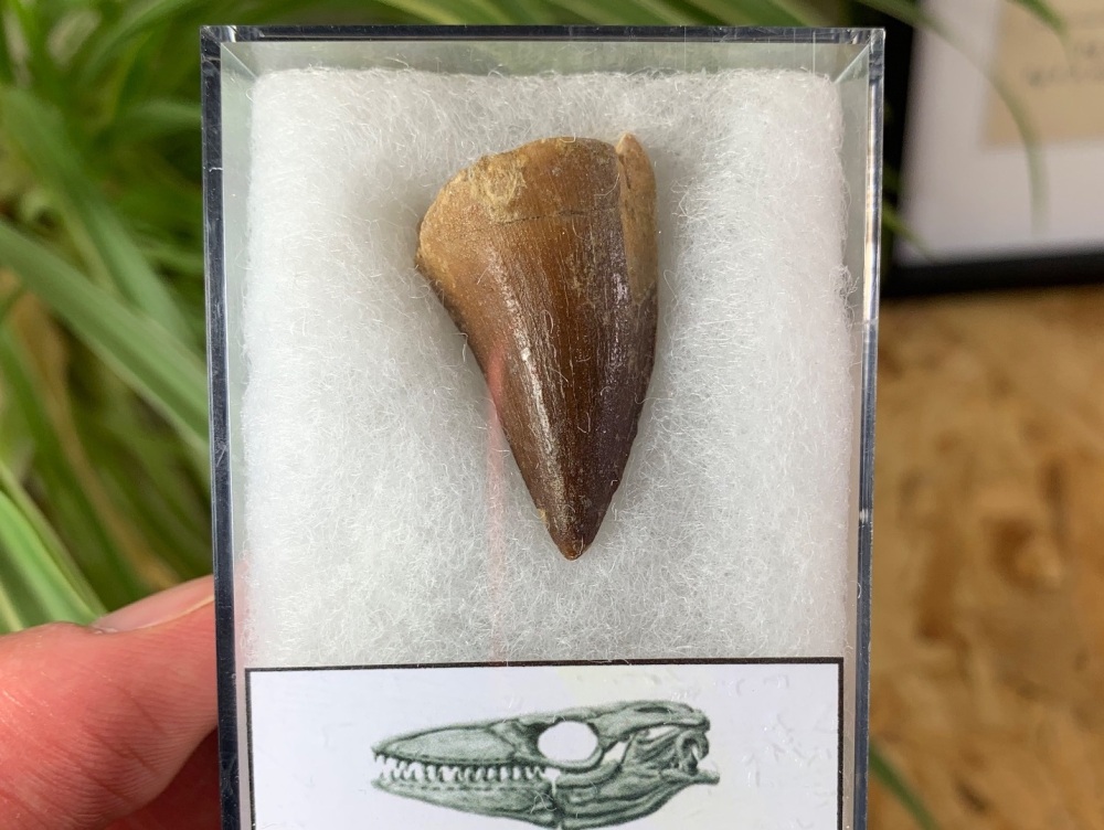 Mosasaur Tooth (1.25 inch) #14