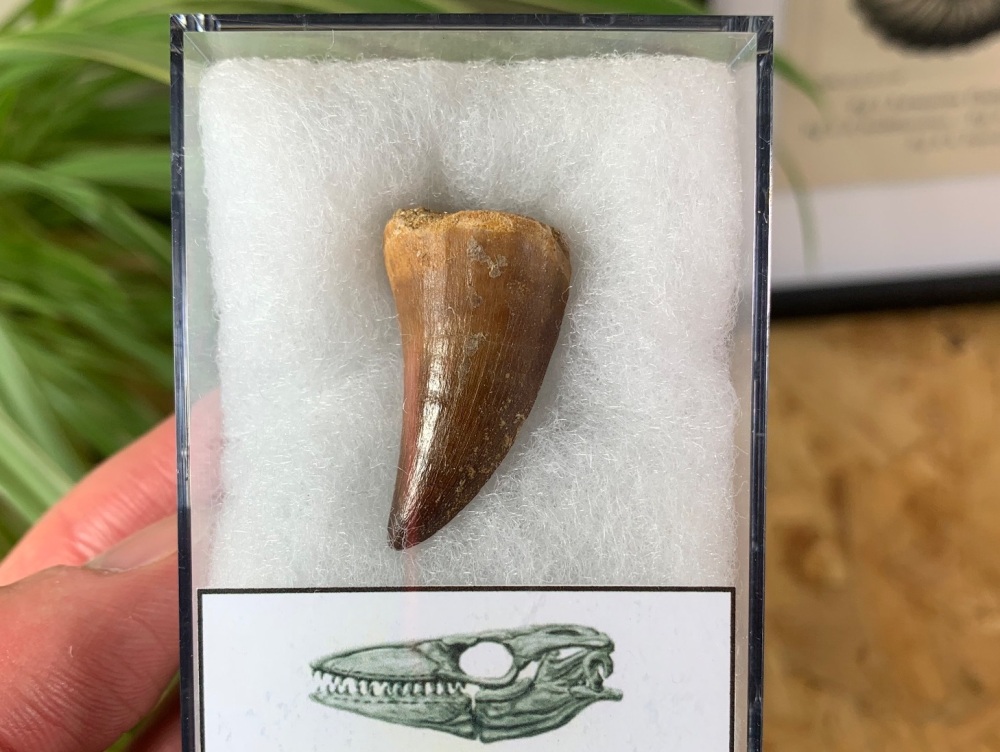 Mosasaur Tooth (1.25 inch) #15