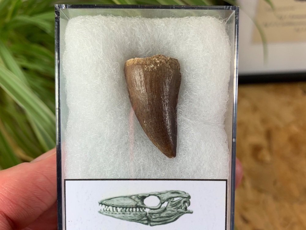 Mosasaur Tooth (1.13 inch) #16