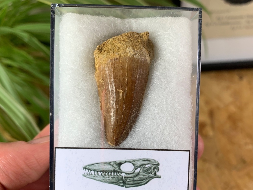 Mosasaur Tooth (1.63 inch) #17