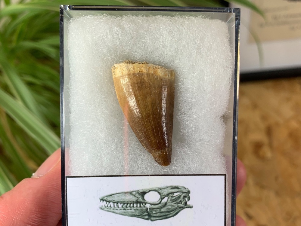 Mosasaur Tooth (1.25 inch) #18