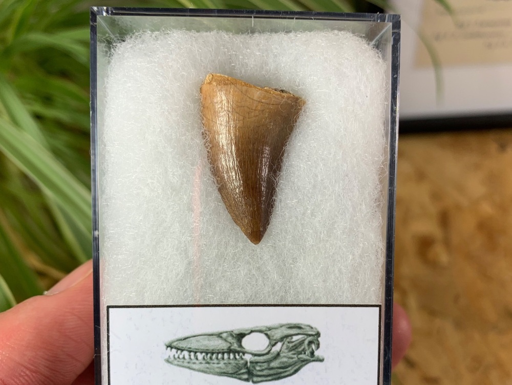 Mosasaur Tooth (1.13 inch) #19
