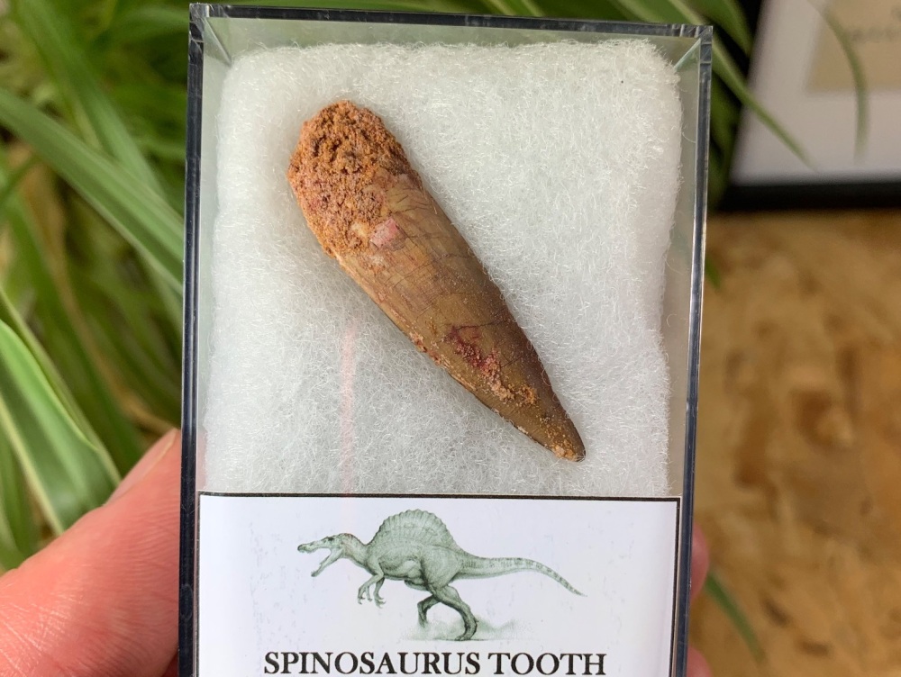 Spinosaurus Tooth - 1.56 inch #SP01