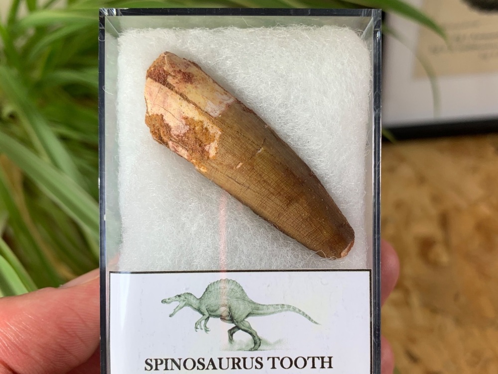 Spinosaurus Tooth - 2 inch #SP03